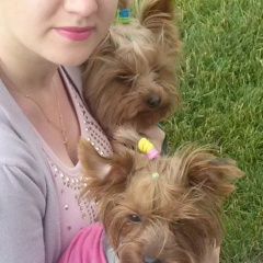 Подробнее об объявлении «Пропала собака Симферополь» Фото: пропала собака Йоркширский терьер «Пропала собака Симферополь» в г. Симферополь