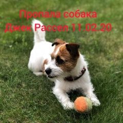 Подробнее об объявлении «Пропала собака джек рассел Щелково» Фото: пропала собака Джек рассел терьер «Пропала собака джек рассел Щелково» в г. Щелково