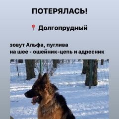 Подробнее об объявлении «Пропала собака овчарка хлебниково Долгопрудный» Фото: пропала собака Немецкая овчарка «Пропала собака овчарка хлебниково Долгопрудный» в г. Долгопрудный