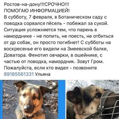 Подробнее об объявлении «Ростов-на-Дону Пропала собака» Фото: пропала собака  «Ростов-на-Дону Пропала собака» в г. Ростов-на-Дону