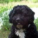 Подробнее об объявлении «Санкт-Петербург Пропала собака кобель» Фото: пропала собака  «Санкт-Петербург Пропала собака кобель» в г. Санкт-Петербург