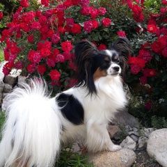 Подробнее об объявлении «Пропала собака вознаграждение 50 000 руб Симферополь» Фото: пропала собака Папильон ( папийон) «Пропала собака вознаграждение 50 000 руб...» в г. Симферополь