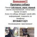 Подробнее об объявлении «Пропала собака кобель Новороссийск» Фото: пропала собака Той-терьер «Пропала собака кобель Новороссийск» в г. Новороссийск