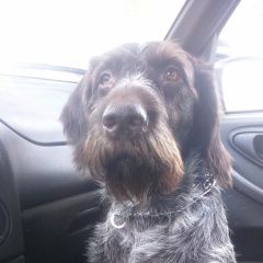 Подробнее об объявлении «Пропала собака кобель дратхаар Бабынино» Фото: пропала собака Дратхаар «Пропала собака кобель дратхаар Бабынино» в г. Бабынино