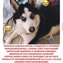 Подробнее об объявлении «Москва Пропала собака кобель» Фото: пропала собака Сибирская хаски «Москва Пропала собака кобель» в г. Москва