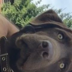 Подробнее об объявлении «Пропала собака кобель Дмитров» Фото: пропала собака Лабрадор ретривер «Пропала собака кобель Дмитров» в г. Дмитров