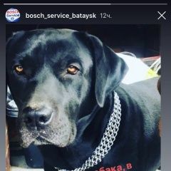 Подробнее об объявлении «Батайск Пропала собака кобель» Фото: пропала собака  «Батайск Пропала собака кобель» в г. Батайск