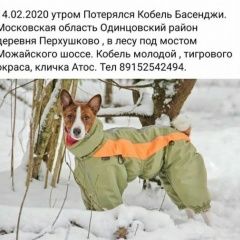 Подробнее об объявлении «Москва Пропала собака кобель» Фото: пропала собака Басенджи «Москва Пропала собака кобель» в г. Москва