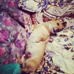 Подробнее об объявлении «Пропала собака если кто видел, или приютил, отзовитесь Хабаровск» Фото: пропала собака  «Пропала собака если кто видел, или приютил,...» в г. Хабаровск