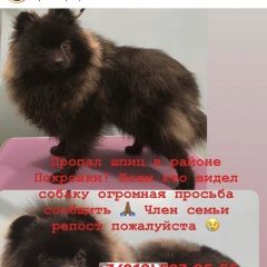 Подробнее об объявлении «Пропала собака кобель Красноярск» Фото: пропала собака Японский шпиц «Пропала собака кобель Красноярск» в г. Красноярск
