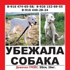 Подробнее об объявлении «Москва Пропала собака помогаю информационно» Фото: пропала собака  «Москва Пропала собака помогаю информационно» в г. Москва