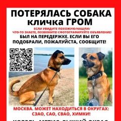 Подробнее об объявлении «Москва Пропала собака кобель» Фото: пропала собака  «Москва Пропала собака кобель» в г. Москва
