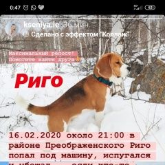 Подробнее об объявлении «Пропала собака кобель Красноярск» Фото: пропала собака Бигль «Пропала собака кобель Красноярск» в г. Красноярск