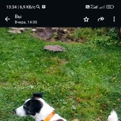 Подробнее об объявлении «Тверь Пропала собака кобель фокстерьер, восемь лет» Фото: пропала собака Фокстерьер «Тверь Пропала собака кобель фокстерьер, восемь лет» в г. Тверь