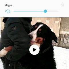 Подробнее об объявлении «Пропала собака кобель Екатеринбург» Фото: пропала собака Большой швейцарский зенненхунд «Пропала собака кобель Екатеринбург» в г. Екатеринбург