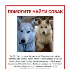 Подробнее об объявлении «Пропала собака помогите найти двух собак, хаски Москва» Фото: пропала собака  «Пропала собака помогите найти двух собак, хаски...» в г. Москва