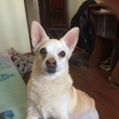 Подробнее об объявлении «Пропала собака кобель Тейково» Фото: пропала собака Далматин «Пропала собака кобель Тейково» в г. Тейково