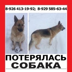 Подробнее об объявлении «Пропала собака помогите найти друга Москва» Фото: пропала собака Немецкая овчарка «Пропала собака помогите найти друга Москва» в г. Москва