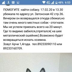 Подробнее об объявлении «Пропала собака может кто нибудь знает местонахождение. Красноярск» Фото: пропала собака  «Пропала собака может кто нибудь знает...» в г. Красноярск