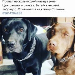 Подробнее об объявлении «Ростов-на-Дону Пропала собака кобель» Фото: пропала собака Лабрадор ретривер «Ростов-на-Дону Пропала собака кобель» в г. Ростов-на-Дону