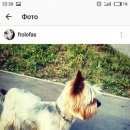 Подробнее об объявлении «Пропала собака кобель Симферополь» Фото: пропала собака Йоркширский терьер «Пропала собака кобель Симферополь» в г. Симферополь