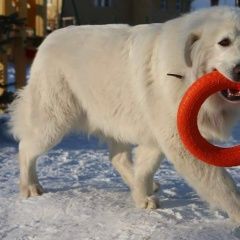 Подробнее об объявлении «Среднеуральск Пропала собака кобель..» Фото: пропала собака Пиренейская горная собака «Среднеуральск Пропала собака кобель..» в г. Среднеуральск