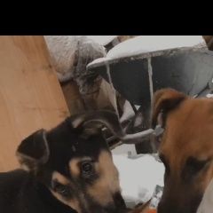 Подробнее об объявлении «Электроугли Пропала собака фоксик» Фото: пропала собака Фокстерьер «Электроугли Пропала собака фоксик» в г. Электроугли