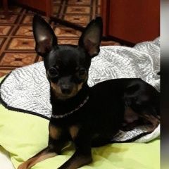 Подробнее об объявлении «Краснодар Пропала собака кобель» Фото: пропала собака Той-терьер «Краснодар Пропала собака кобель» в г. Краснодар