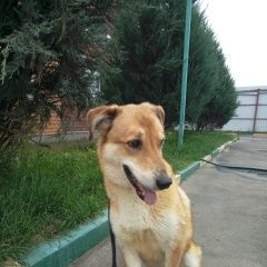 Подробнее об объявлении «Пропала собака 15 парковая ул. Москва» Фото: пропала собака  «Пропала собака 15 парковая ул. Москва» в г. Москва