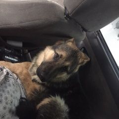 Подробнее об объявлении «Батайск Пропала собака кобель помогите пожалуйста» Фото: пропала собака Немецкая овчарка «Батайск Пропала собака кобель помогите пожалуйста» в г. Батайск