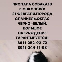 Подробнее об объявлении «Пропала собака кобель. большое вознаграждение. Санкт-Петербург» Фото: пропала собака Кавалер кинг чарльз спаниель «Пропала собака кобель. большое вознаграждение....» в г. Санкт-Петербург