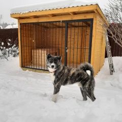 Подробнее об объявлении «Пропала собака кобель Екатеринбург» Фото: пропала собака  «Пропала собака кобель Екатеринбург» в г. Екатеринбург