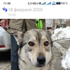 Подробнее об объявлении «Пропала собака вознаграждение гарантируем Самара» Фото: пропала собака  «Пропала собака вознаграждение гарантируем Самара» в г. Самара