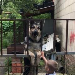 Подробнее об объявлении «Краснодар Пропала собака кобель» Фото: пропала собака Немецкая овчарка «Краснодар Пропала собака кобель» в г. Краснодар