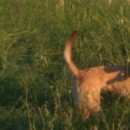 Подробнее об объявлении «Пятигорск Пропала собака 30.12.2016» Фото: пропала собака  «Пятигорск Пропала собака 30.12.2016» в г. Пятигорск