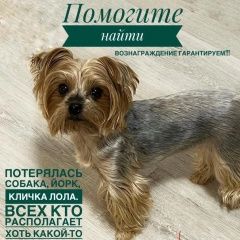 Подробнее об объявлении «Судак Пропала собака ребята помогите найти друга» Фото: пропала собака Йоркширский терьер «Судак Пропала собака ребята помогите найти друга» в г. Судак