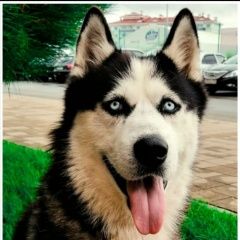 Подробнее об объявлении «Пропала собака кобель 25 декабря 2019 года Адлер» Фото: пропала собака Сибирская хаски «Пропала собака кобель 25 декабря 2019 года Адлер» в г. Адлер