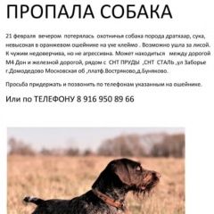 Подробнее об объявлении «Востряково Пропала собака дратхаар буняково» Фото: пропала собака Дратхаар «Востряково Пропала собака дратхаар буняково» в г. Востряково