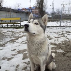 Подробнее об объявлении «Ростов-на-Дону Пропала собака кобель» Фото: пропала собака Сибирская хаски «Ростов-на-Дону Пропала собака кобель» в г. Ростов-на-Дону