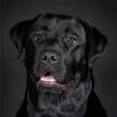 Подробнее об объявлении «Уфа Пропала собака кобель черный лабрадор кобель с.михайловка» Фото: пропала собака Лабрадор ретривер «Уфа Пропала собака кобель черный лабрадор...» в г. Уфа