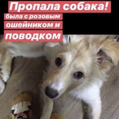 Подробнее об объявлении «Ростов-на-Дону Пропала собака» Фото: пропала собака  «Ростов-на-Дону Пропала собака» в г. Ростов-на-Дону