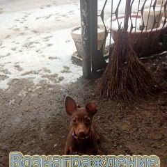 Подробнее об объявлении «Пропала собака собачка породы мини той терьер Матвеев Курган» Фото: пропала собака Той-терьер «Пропала собака собачка породы мини той терьер...» в г. Матвеев Курган