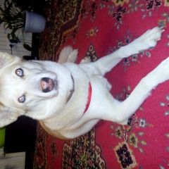 Подробнее об объявлении «Пропала собака Самара» Фото: пропала собака Сибирская хаски «Пропала собака Самара» в г. Самара