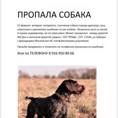 Подробнее об объявлении «Пропала собака сука дратхаара Домодедово» Фото: пропала собака Дратхаар «Пропала собака сука дратхаара Домодедово» в г. Домодедово