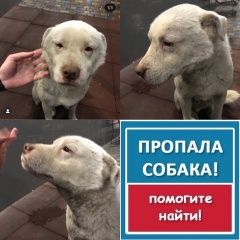 Подробнее об объявлении «Ростов-на-Дону Пропала собака кобель» Фото: пропала собака  «Ростов-на-Дону Пропала собака кобель» в г. Ростов-на-Дону