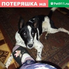 Подробнее об объявлении «Пропала собака кобель Брянск» Фото: пропала собака  «Пропала собака кобель Брянск» в г. Брянск