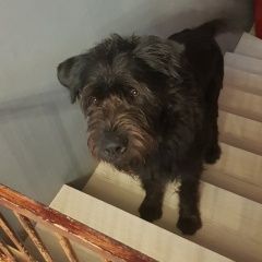 Подробнее об объявлении «Пропала собака кобель Санкт-Петербург» Фото: пропала собака  «Пропала собака кобель Санкт-Петербург» в г. Санкт-Петербург