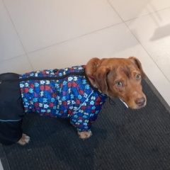 Подробнее об объявлении «Пропала собака Санкт-Петербург» Фото: пропала собака  «Пропала собака Санкт-Петербург» в г. Санкт-Петербург