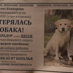 Подробнее об объявлении «Пропала собака Санкт-Петербург» Фото: пропала собака Лабрадор ретривер «Пропала собака Санкт-Петербург» в г. Санкт-Петербург