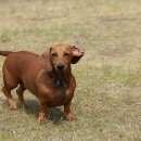 Подробнее об объявлении «Иваново Пропала собака 29.06.2017 рыжая такса» Фото: пропала собака Такса «Иваново Пропала собака 29.06.2017 рыжая такса» в г. Иваново